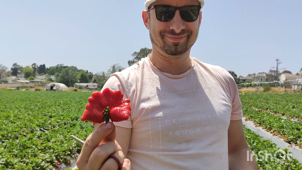 Клубника израиль Клубника израиль